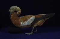 藏品(瀆鳧)的圖片